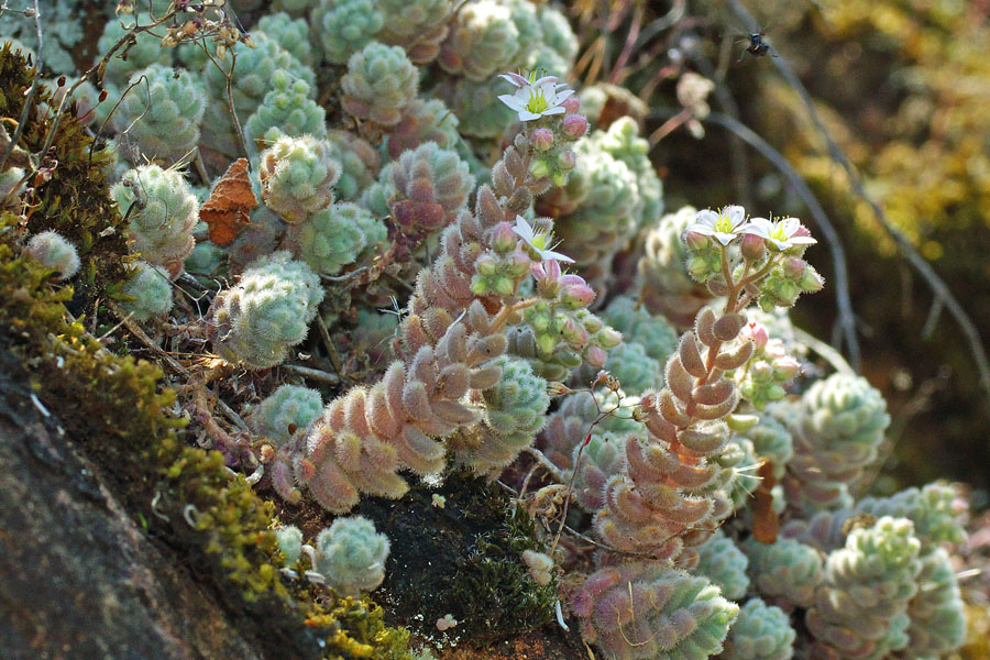 Sedum dasyphyllum subsp. glanduliferum / Borracina glandulifera